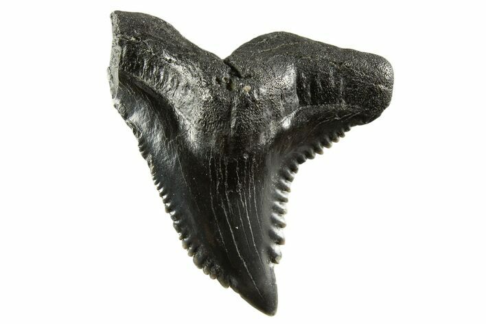 Snaggletooth Shark (Hemipristis) Tooth - South Carolina #332375